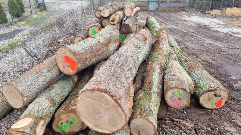 СВІЖИЙ ЗИМОВИЙ ДУБ З LP КЛАСУ WD І WDP ЗА ЦІНОЮ 690