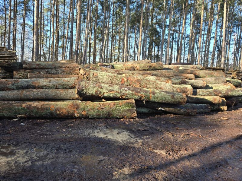 Eichenfurnier zu verkaufen